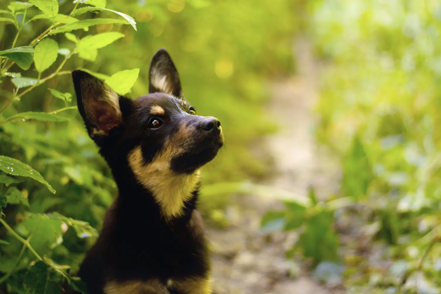 Egy ausztrál kelpie kölyökkutya megvásárlása felelősségvállalást jelent! Vásároljon ausztrál kelpie kölyökkutyákat.