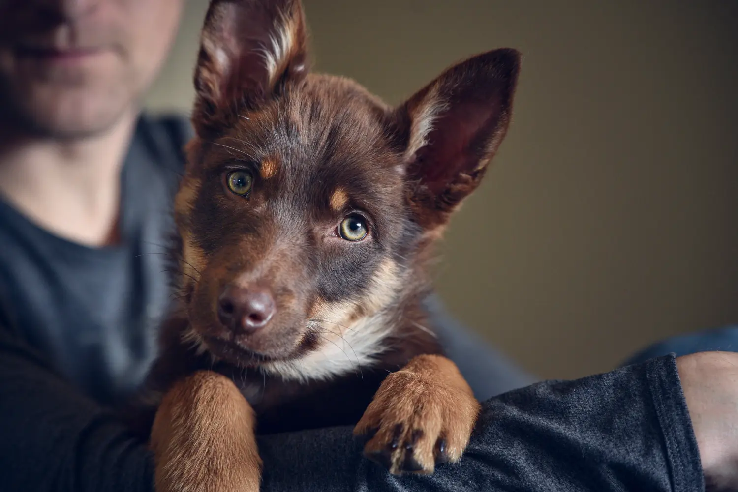 Egy ausztrál kelpie kölyökkutya megvásárlása felelősségvállalást jelent! Vásároljon ausztrál kelpie kölyökkutyákat.