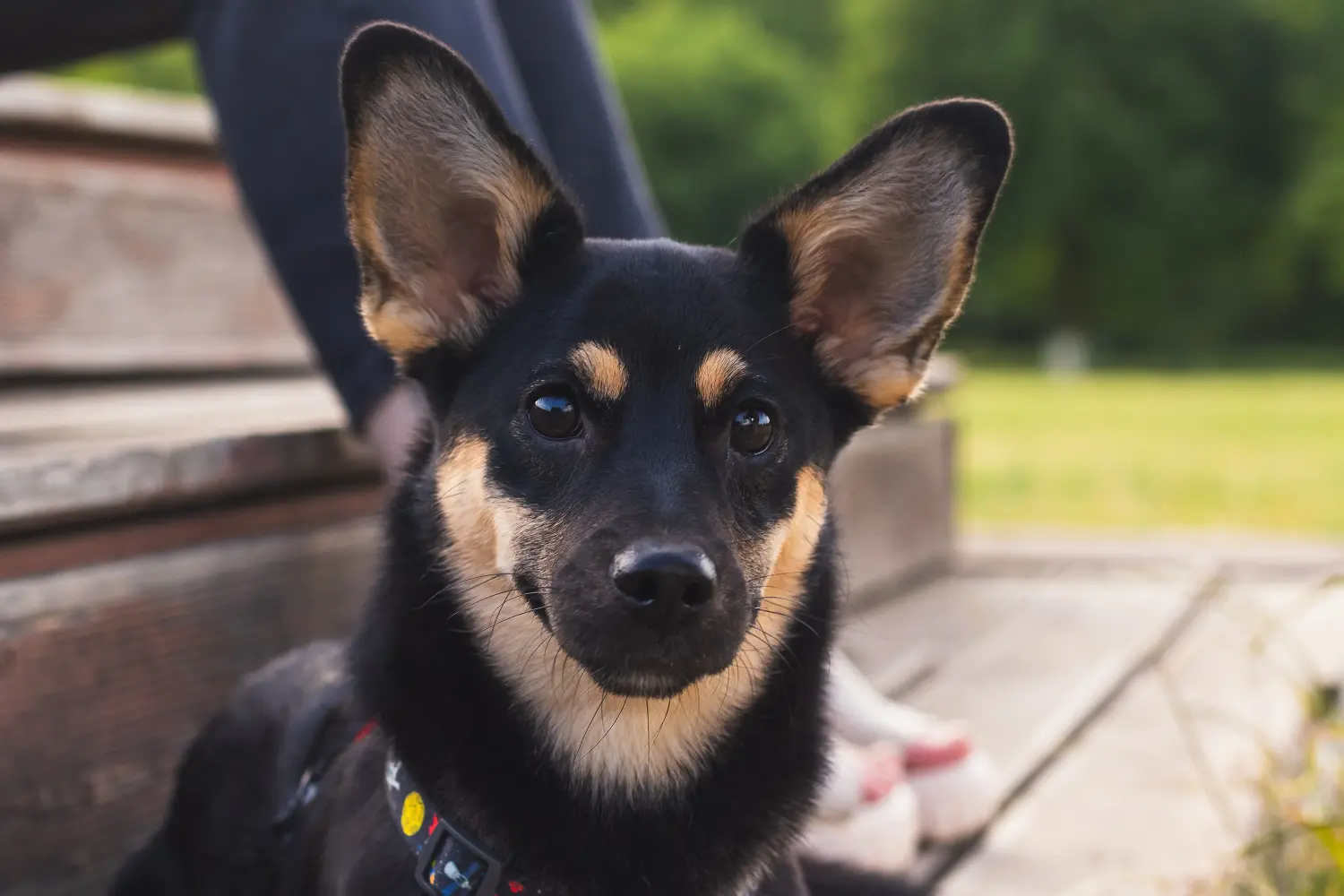 Egy ausztrál kelpie kölyökkutya megvásárlása felelősségvállalást jelent! Vásároljon ausztrál kelpie kölyökkutyákat.