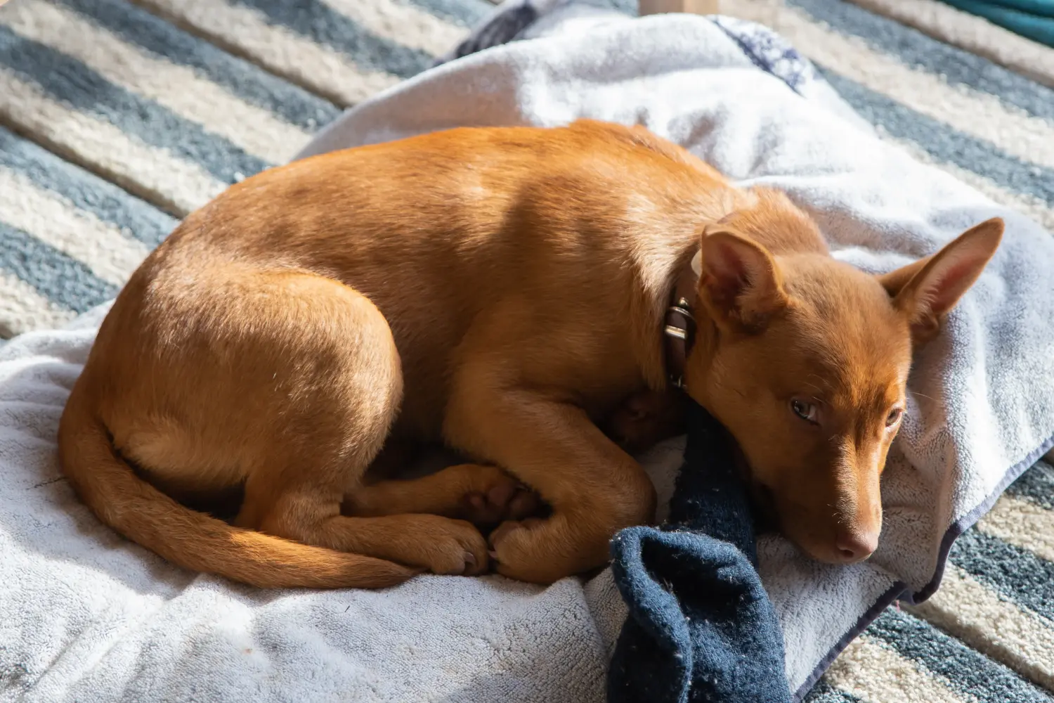 Egy ausztrál kelpie kölyökkutya megvásárlása felelősségvállalást jelent! Vásároljon ausztrál kelpie kölyökkutyákat.