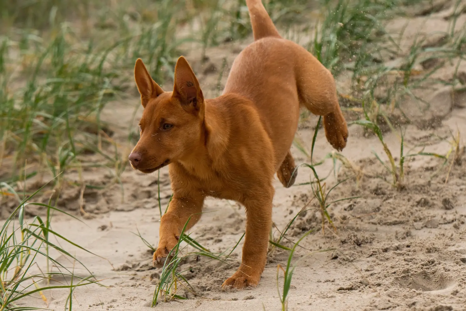 Egy ausztrál kelpie kölyökkutya megvásárlása felelősségvállalást jelent! Vásároljon ausztrál kelpie kölyökkutyákat.