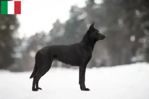 Read more about the article Ausztrál kelpie tenyésztők és kölykök Olaszországban
