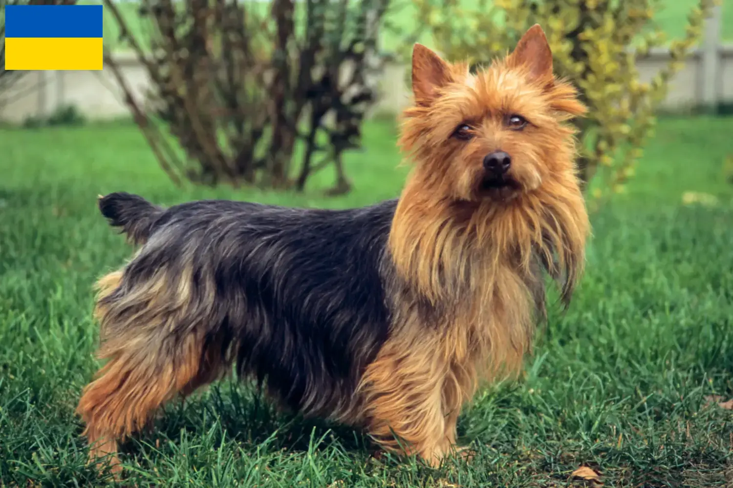 Read more about the article Ausztrál terrier tenyésztők és kölykök Ukrajnában