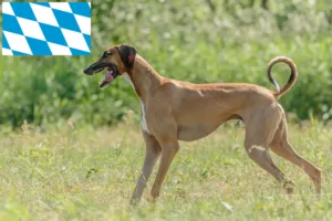 Read more about the article Azawakh tenyésztők és kölykök Bajorországban