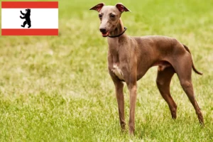 Read more about the article Azawakh tenyésztők és kölykök Berlinben