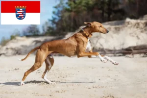 Read more about the article Azawakh tenyésztők és kiskutyák Hessenben