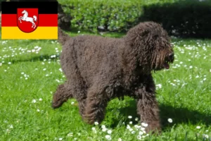 Read more about the article Barbet tenyésztők és kölykök Alsó-Szászországban