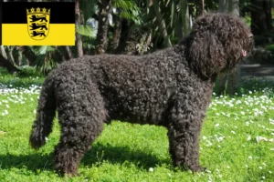 Read more about the article Barbet tenyésztők és kölykök Baden-Württembergben