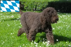 Read more about the article Barbet tenyésztők és kölykök Bajorországban