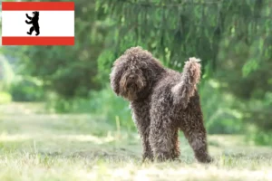 Read more about the article Barbet tenyésztők és kölykök Berlinben