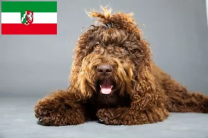Read more about the article Barbet tenyésztők és kölyökkutyák Észak-Rajna-Vesztfália tartományban