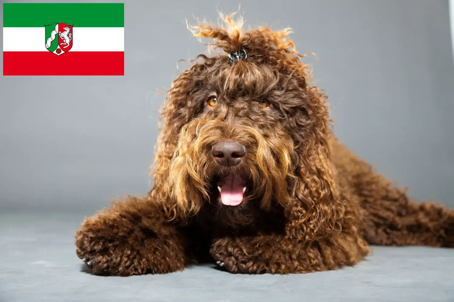 Read more about the article Barbet tenyésztők és kölyökkutyák Észak-Rajna-Vesztfália tartományban