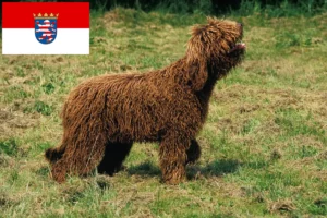 Read more about the article Barbet tenyésztők és kölykök Hessenben