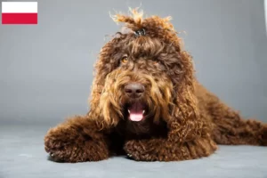 Read more about the article Barbet tenyésztők és kölykök Lengyelországban