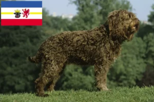 Read more about the article Barbet tenyésztők és kölykök Mecklenburg-Elő-Pomeránia tartományban