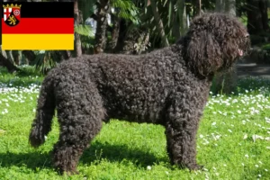 Read more about the article Barbet tenyésztők és kölykök Rajna-vidék-Pfalzban