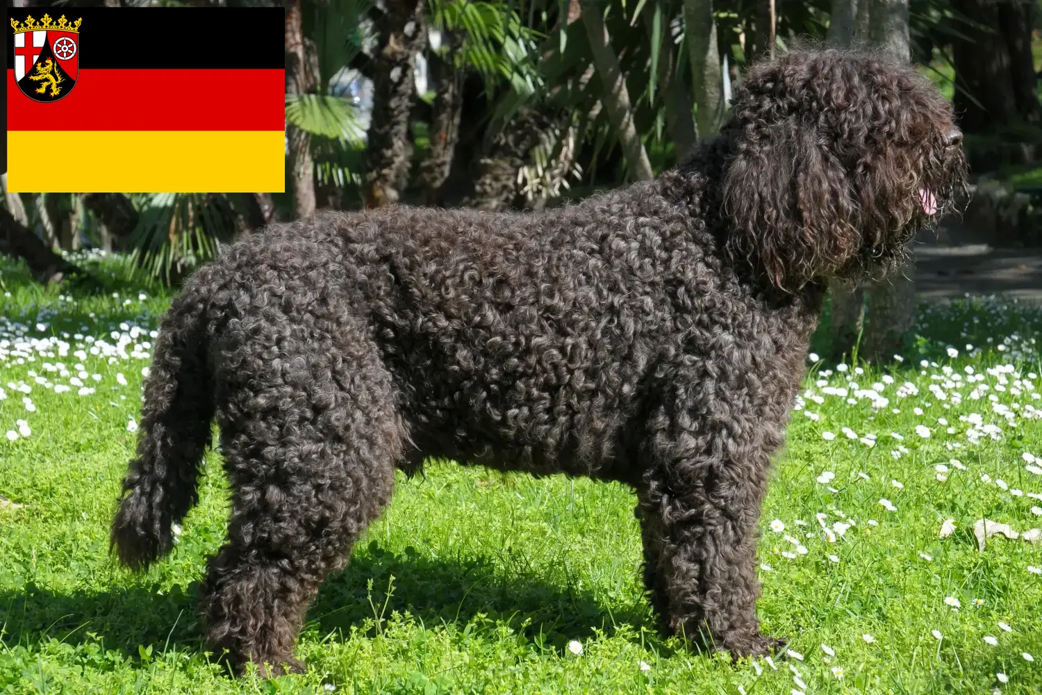 Read more about the article Barbet tenyésztők és kölykök Rajna-vidék-Pfalzban