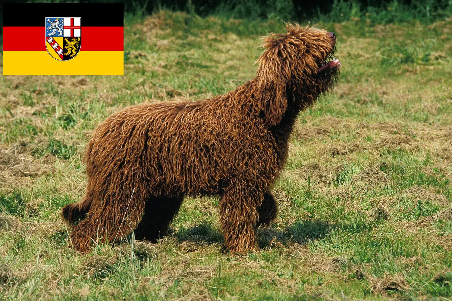 Read more about the article Barbet tenyésztők és kölykök Saar-vidéken