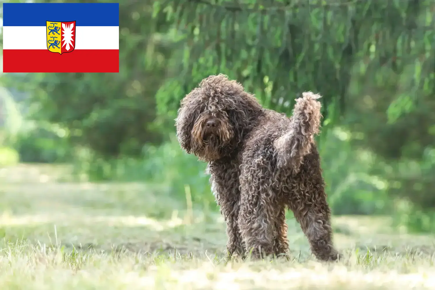 Read more about the article Barbet tenyésztők és kölykök Schleswig-Holstein tartományban