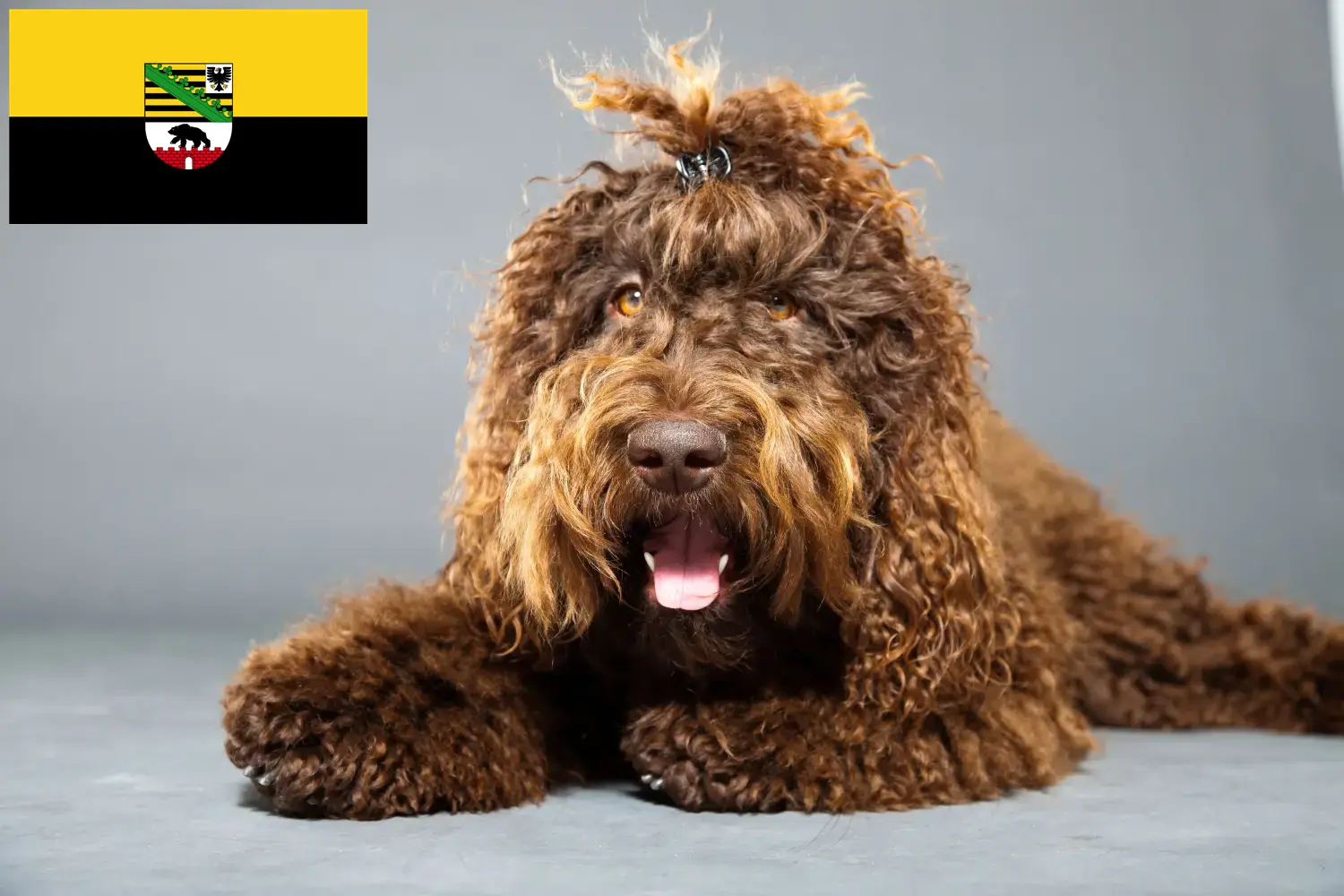 Read more about the article Barbet tenyésztők és kölykök Szász-Anhaltban