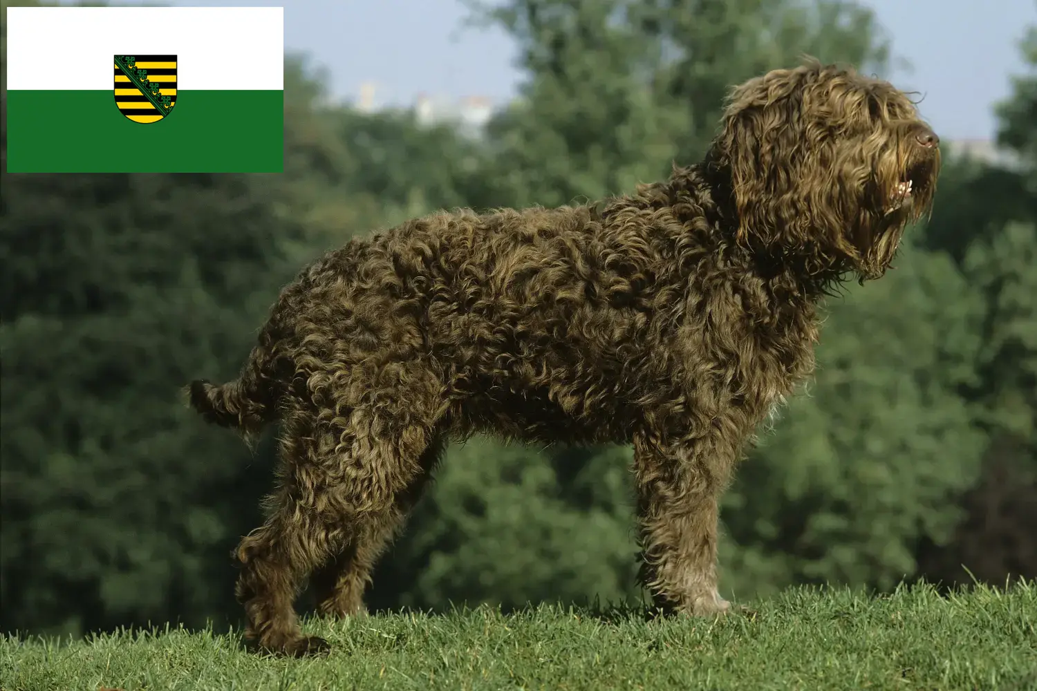 Read more about the article Barbet tenyésztők és kölykök Szászországban