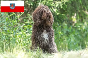 Read more about the article Barbet tenyésztők és kölykök Türingiában