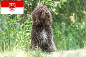 Read more about the article Barbet tenyésztők és kölykök Brandenburgban