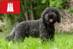 Read more about the article Barbet tenyésztők és kölykök Hamburgban