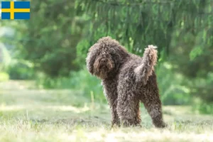 Read more about the article Barbet tenyésztők és kölykök Svédországban