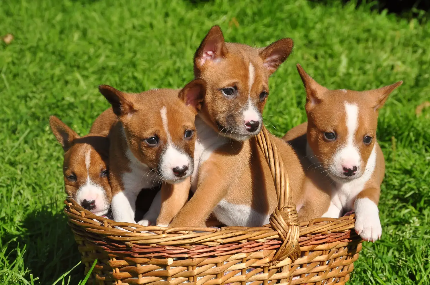 Basenji kiskutya vásárlása felelősségvállalást jelent! Basenji kiskutyák vásárlása.