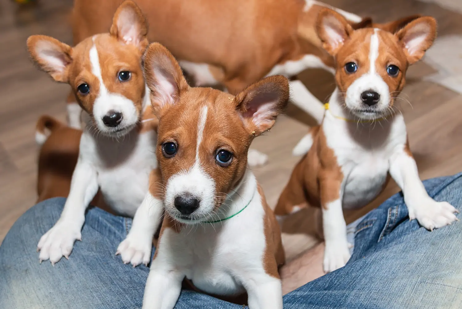 Basenji kiskutya vásárlása felelősségvállalást jelent! Basenji kiskutyák vásárlása.