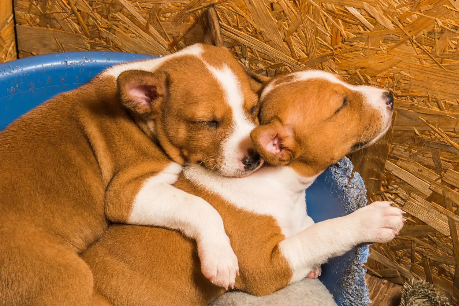 Basenji kiskutya vásárlása felelősségvállalást jelent! Basenji kiskutyák vásárlása.