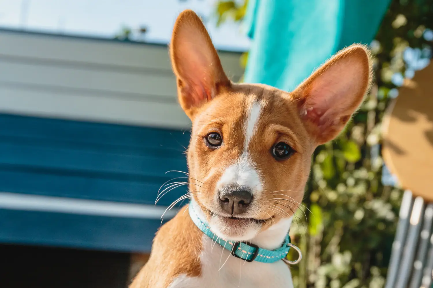 Basenji kiskutya vásárlása felelősségvállalást jelent! Basenji kiskutyák vásárlása.