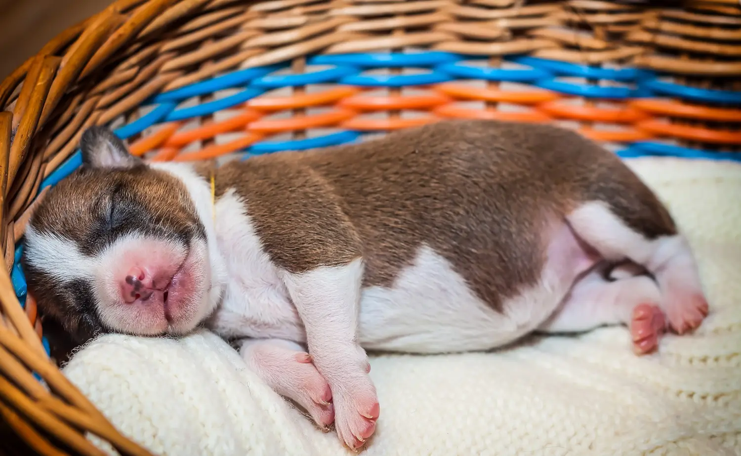 Basenji kiskutya vásárlása felelősségvállalást jelent! Basenji kiskutyák vásárlása.