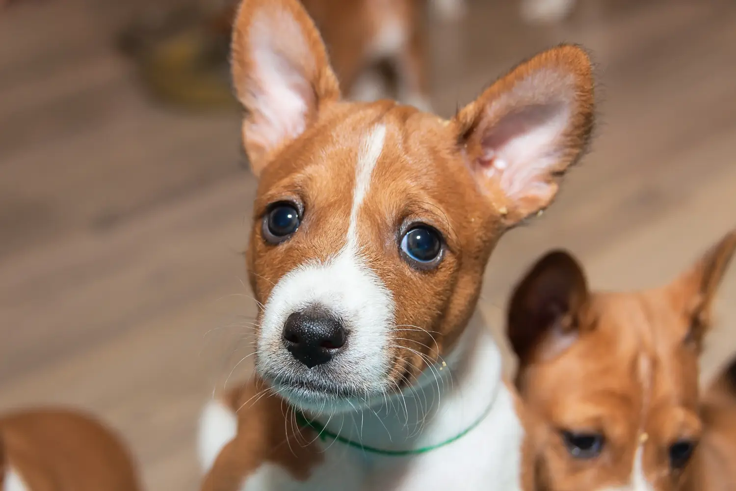 Basenji kiskutya vásárlása felelősségvállalást jelent! Basenji kiskutyák vásárlása.