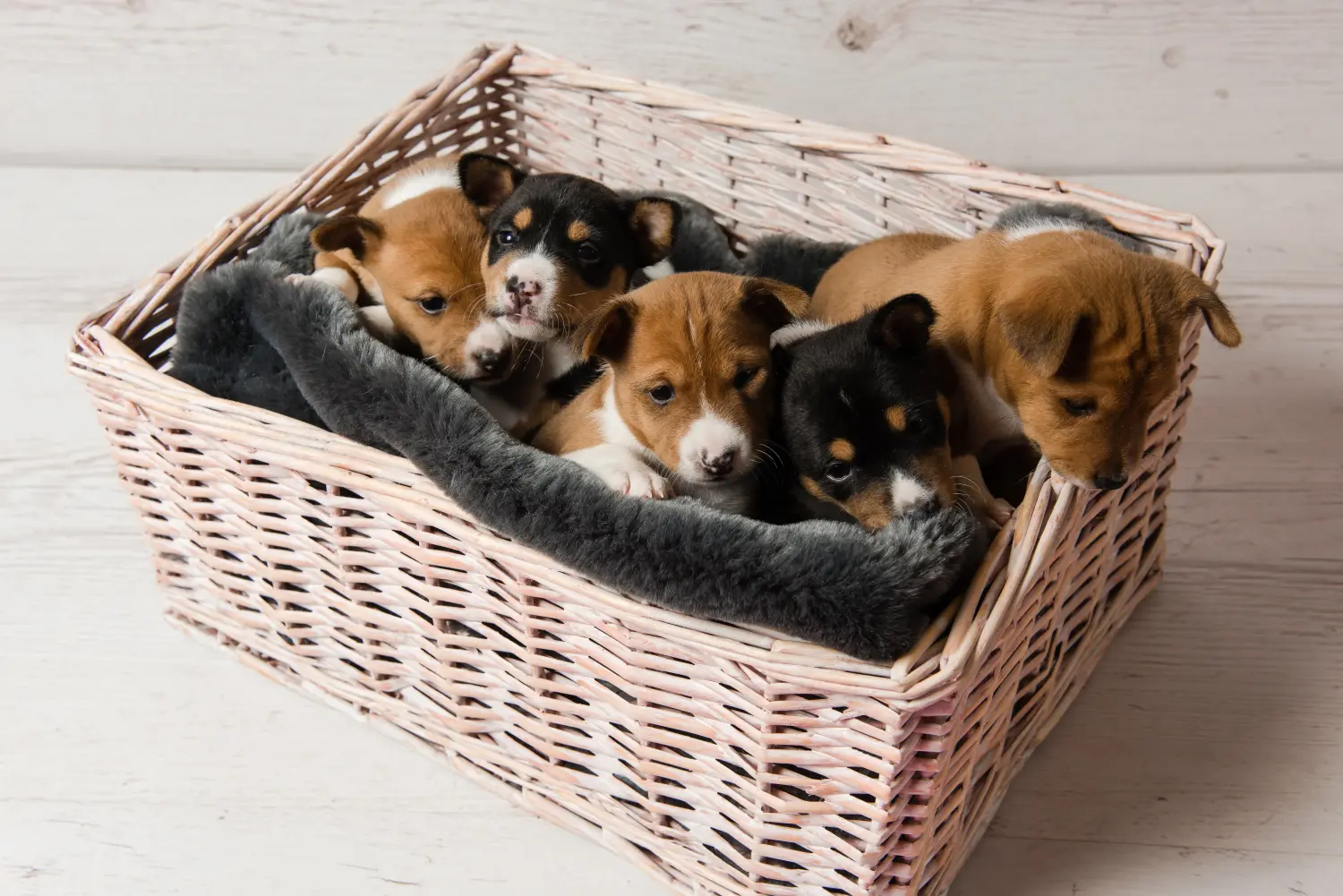 Basenji kiskutya vásárlása felelősségvállalást jelent! Basenji kiskutyák vásárlása.