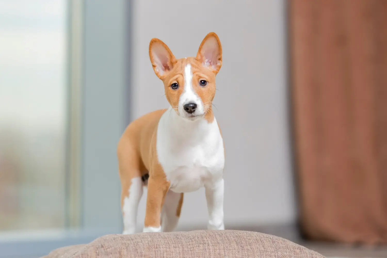 Basenji kiskutya vásárlása felelősségvállalást jelent! Basenji kiskutyák vásárlása.