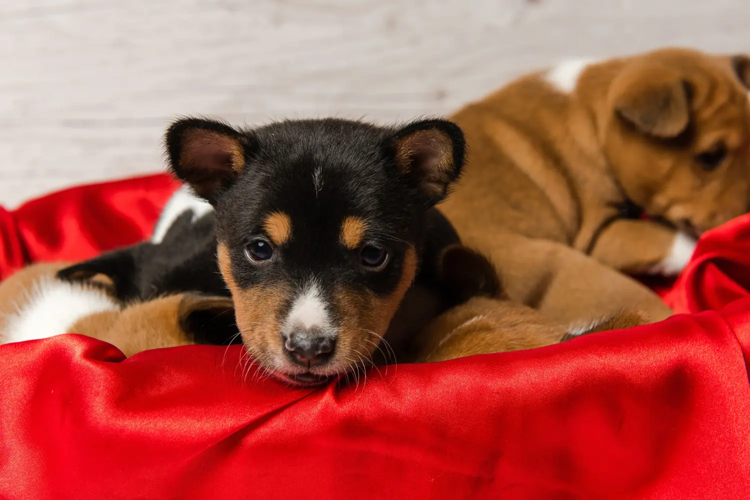 Basenji kiskutya vásárlása felelősségvállalást jelent! Basenji kiskutyák vásárlása.