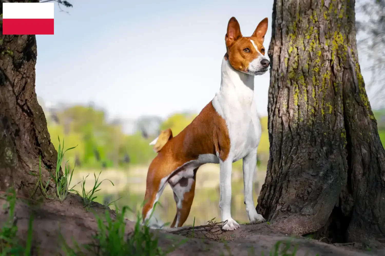 Basenji kiskutyák és tenyésztők Lengyelország Itt találhat basenji tenyésztőket Lengyelországban.