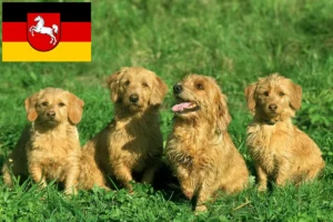 Read more about the article Basset fauve de Bretagne tenyésztők és kiskutyák Alsó-Szászországban