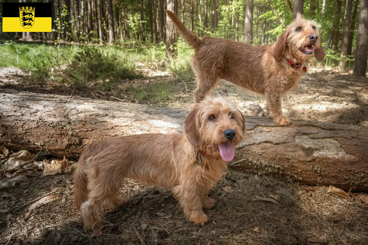Read more about the article Basset fauve de Bretagne tenyésztők és kiskutyák Baden-Württembergben