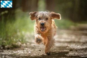 Read more about the article Basset fauve de Bretagne tenyésztők és kiskutyák Bajorországban