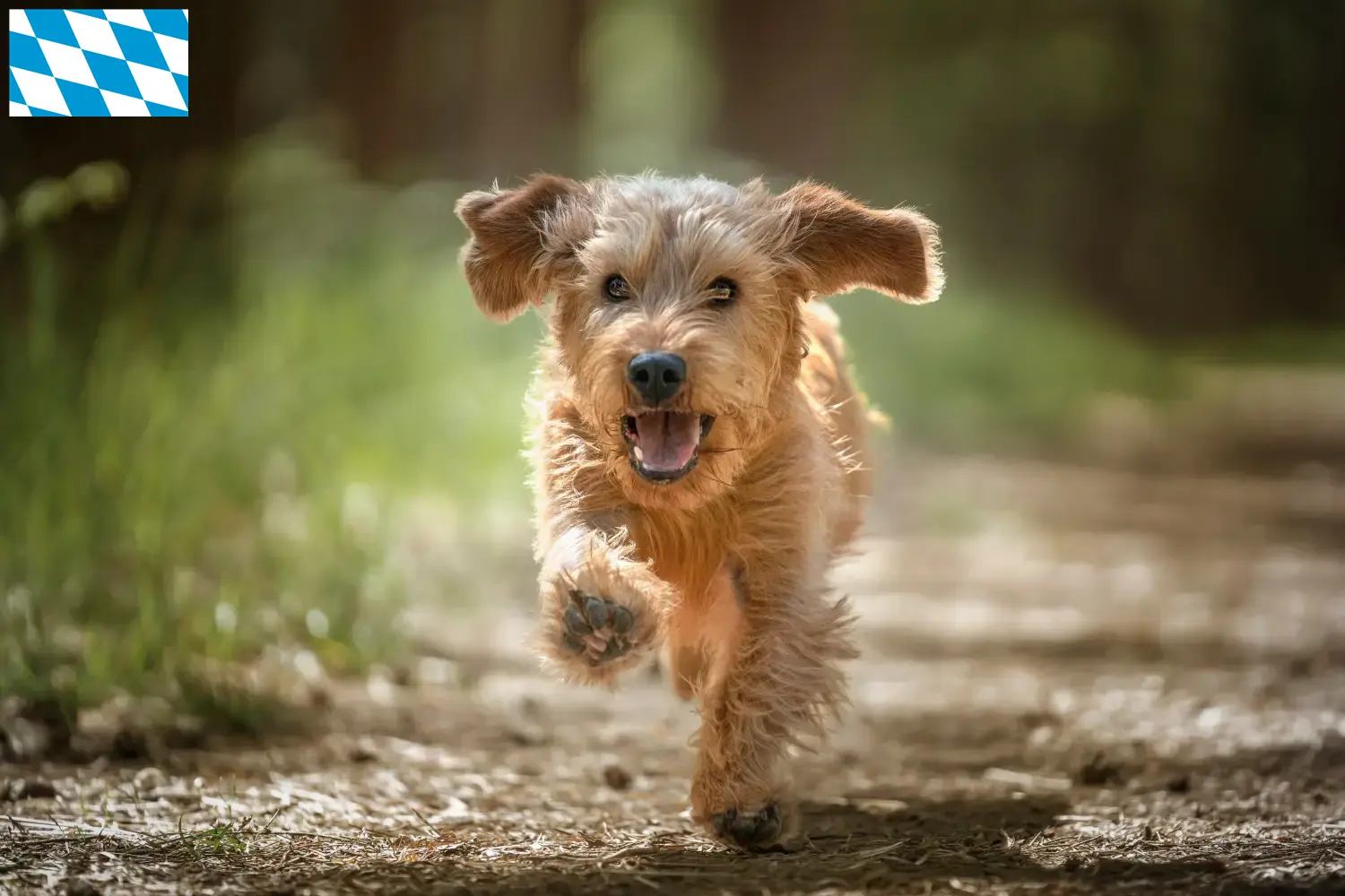 Basset fauve de Bretagne kiskutyák és tenyésztők Bajorország Találd meg a Basset fauve de Bretagne tenyésztőit Bajorországban.