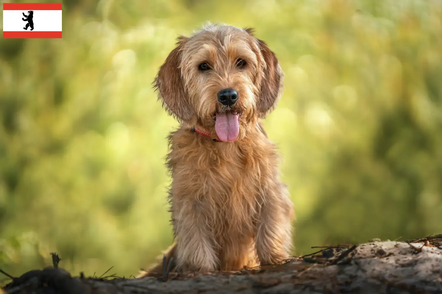 Read more about the article Basset fauve de Bretagne tenyésztők és kiskutyák Berlinben