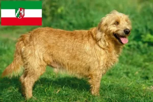 Read more about the article Basset fauve de Bretagne tenyésztők és kiskutyák Észak-Rajna-Vesztfália területén