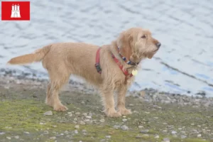 Read more about the article Basset fauve de Bretagne tenyésztők és kiskutyák Hamburgban