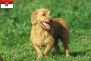 Read more about the article Basset fauve de Bretagne tenyésztők és kiskutyák Hessenben