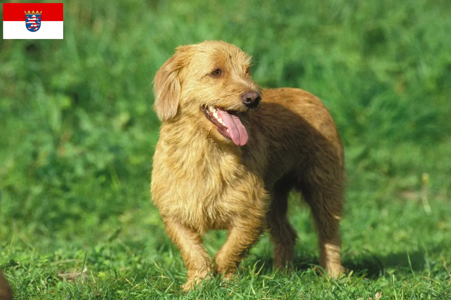 Read more about the article Basset fauve de Bretagne tenyésztők és kiskutyák Hessenben
