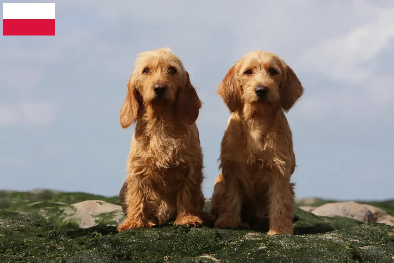 Basset fauve de Bretagne kiskutyák és tenyésztők Lengyelország Találd meg a Basset fauve de Bretagne tenyésztőket Lengyelországban.