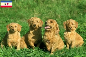 Read more about the article Basset fauve de Bretagne tenyésztők és kiskutyák Mecklenburg-Elő-Pomeránia tartományban